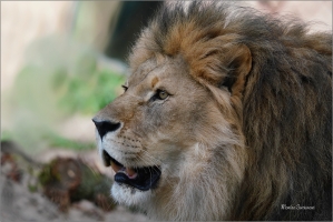 <p>LEV PUSTINNÝ (Panthera leo) - Zoo Drážďany --- /Lion - Löwe/</p>